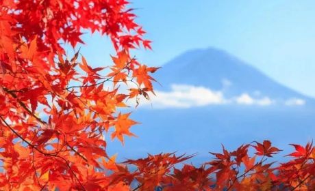 Granny Trust：万税之国的税筹工具