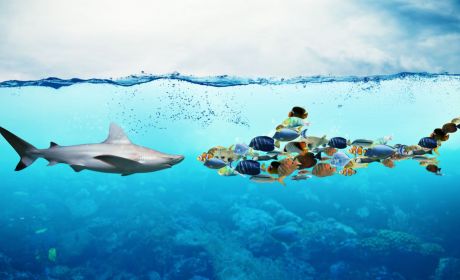 中金财富“部落制”改革，全敏捷组织转型